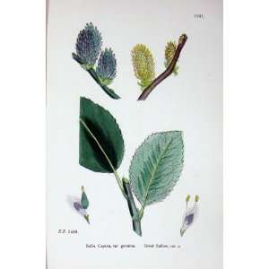  Botany Plants C1902 Great Sallow Salix Caprea Genuina 