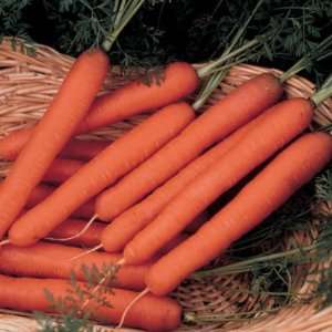  Davids Orange Heirloom Carrot Scarlet Nantes 200 Seeds 