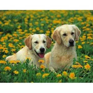  Stuewer   Dogs   Golden Retriever Canvas: Home & Kitchen