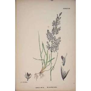  Plant Agrostis Canina Brown Bent Grass Colour Print: Home 