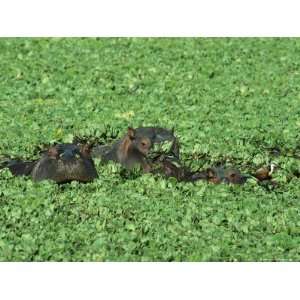  Trio of Hippopotamuses Practically Submerged in Aquatic Plants 