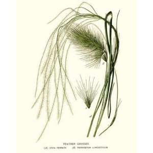  Botanical Grass Print: Feather Grasses   A. Stipa pennata 