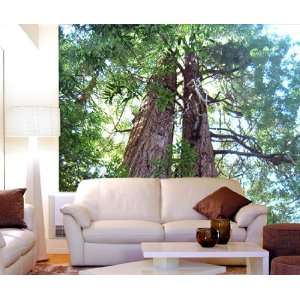  Wall Mural Decal Sticker Giant Redwood Trees #MMartin115 