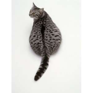  Domestic Cat, Silver Spotted Female, Overweight Viewed 