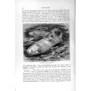  WHITE WHALE CETACEANS NATURAL HISTORY 1894 95 PRINT