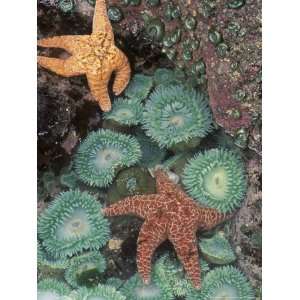  Tidepool of Sea Stars, Green Anemones on the Oregon Coast 
