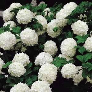  1 Common Snowball 6 12 inch Foot Bush potted: Patio, Lawn 