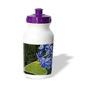   Cloudless Butterfly on blue flowers   Water Bottles: Sports & Outdoors