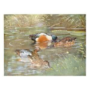   : Colored Drawing Birds Duck Shovelers Garganey Seaby: Home & Kitchen