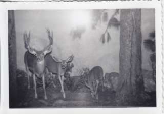 Wildlife Exhibit At The Museum ..Taxidermy Mule Deer Family In 