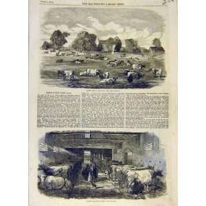  Friern Manor Dairy Farm Meadow Cattle Cow Shed 1853