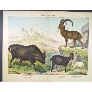  Goat Buck Cattle Bull Antique Print German Color C1880 