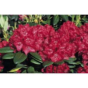     Very Hardy   Deep Red Flowers   Potted Patio, Lawn & Garden