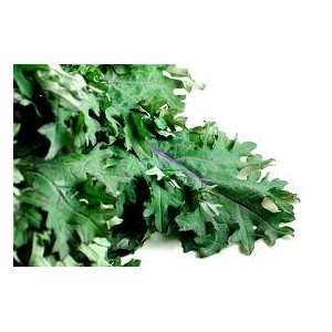  Red Russian Kale 500+ Vegetable Seeds Fantastic Dark Leafy 