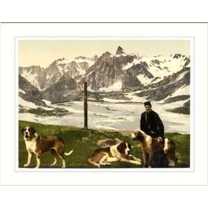  St. Bernard dogs Valais Alps of Switzerland, c. 1890s, (M 