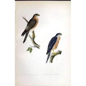  Calcutta Sparrow Hawk, Acipter Spenurus Bree H/C 1875 