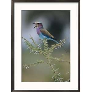  A Lilac Breasted Roller Vocalizes While Perched on a 