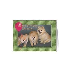  Grandson Birthday Card with Three Pomeranians Card: Toys 
