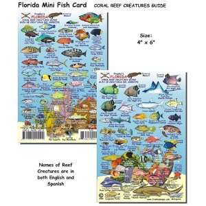  Mini Florida Reef Creatures Fish ID