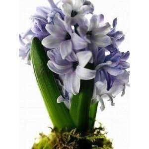  Close up View of Hyacinth   Peel and Stick Wall Decal by 