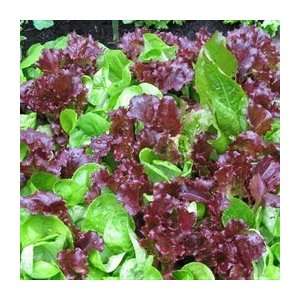  Organic Gourmet Lettuce Blend   1/16oz. Bulk Vegetable 