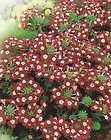 Rare Fresh RUSSIAN HEIRLOOM Organic Flower Verbena Scarlet Seeds 30+