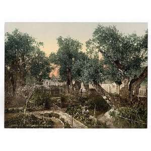  Garden of Gethsemane,Jerusalem,Holy Land