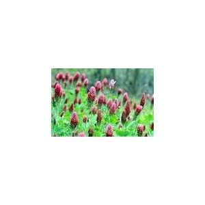  *NEW *Rare* GIANT CRIMSON CLOVER *25 seeds* #1070: Patio 