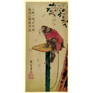 Japanese Print Sakura ni tsunagizaru. TITLE TRANSLATION Monkey on a 
