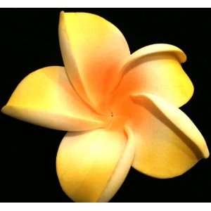    Tanday (Yellow) Hawaiian Plumeria Hair Clip . 