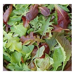  Organic Mesclun Mix Seeds: Patio, Lawn & Garden