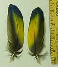   BLUE RED Macaw Parrot Feathers 4 to 5 inches #2T Help Bird Rescue