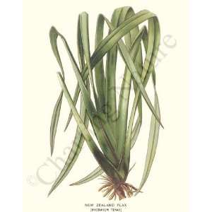  Botanical Grass Print New Zealand Flax   Phormium tenax 