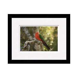  Australian King Parrot Framed Giclee Print