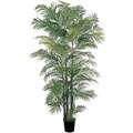 Areca Silk Palm Tree