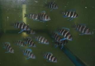 Live Tropical Freshwater Fish  2.5 Frontosa Cichlid  