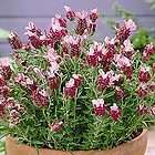most fragrant red lavender flower seeds perennial returns accepted 