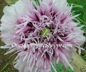 35  100 Poppy Flower Seeds Lavender Semi  Double 670541245231  