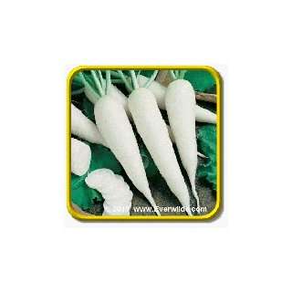   White Spear Vegetable Seed Packet (500 Seeds) Patio, Lawn & Garden