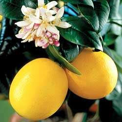 IMPROVED MEYER LEMON 5 G. POT FRUIT BEARING SIZE PLANT  