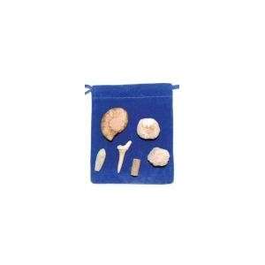  Kids Collection Fossil Stone Set 