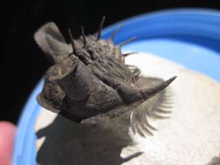 ERBENOCHILE TRILOBITE FOSSIL Fish Phacopid Older Than Megalodon 