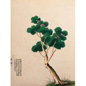 Flowering Chinese Tree II by Unknown 16x20  Kitchen 