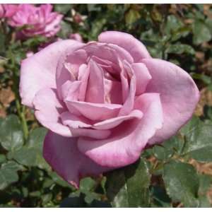  Moon Shadow Rose Seeds Packet: Patio, Lawn & Garden