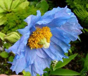   Blue Meconopsis horridula prattii 20 Poppy Seeds 670541245125  