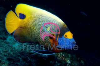 Blue Face Angel Fish Live Saltwater Fish Coral  