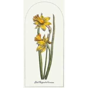  Gold Cupped Narcissus Etching , Botanical Fruits Floral 