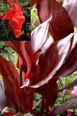 Australian Black Leaf Red Canna Lily Rhizomes Bulbs Second order ships 
