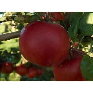  Macintosh Apple Fragrance Oil Candle Soap 1oz: Everything 