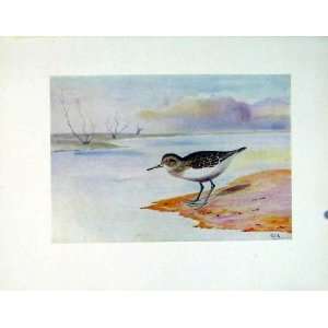   Color Old Print C1924 Common Sandpiper Birds Fine Art